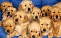 金毛多少錢一條？金毛犬如何喂養(yǎng)？