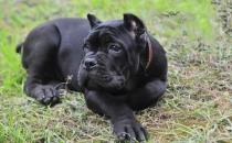 卡斯羅犬多少錢一條？卡斯羅犬怎樣訓(xùn)練？