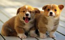 柯基犬如何喂養(yǎng)？柯基犬怎樣訓(xùn)練？