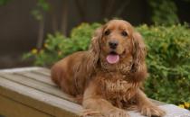 可卡犬多少錢一條？可卡犬怎么訓(xùn)練？