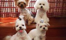 馬爾濟(jì)斯犬如何喂養(yǎng)？馬爾濟(jì)斯犬怎樣訓(xùn)練？