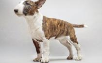 牛頭梗犬是怎樣的？牛頭梗犬怎么訓(xùn)練？