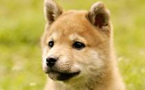 秋田犬是什么品種？秋田犬怎么養(yǎng)？