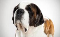 圣伯納犬如何訓練？圣伯納犬怎么養(yǎng)？