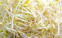 毒豆芽危害大 如何鑒別毒豆芽？