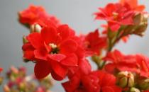 宮燈長(zhǎng)壽花的簡(jiǎn)介-宮燈長(zhǎng)壽花的養(yǎng)殖方法