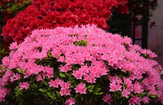 杜鵑花的介紹-杜鵑花如何養(yǎng)護？