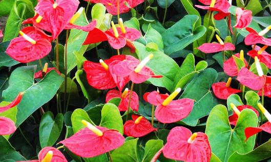 紅掌是什么？紅掌對家居環(huán)境的影響