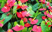 紅掌是什么？紅掌對家居環(huán)境的影響