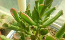 筒葉花月是什么？筒葉花月的養(yǎng)護(hù)方法