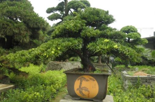 羅漢松是什么？羅漢松怎么養(yǎng)護(hù)？