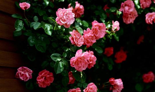 薔薇的介紹-薔薇對(duì)家居環(huán)境的影響