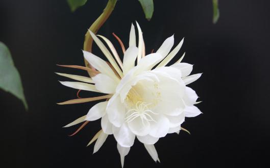 曇花對家居環(huán)境的影響-曇花是怎樣的？