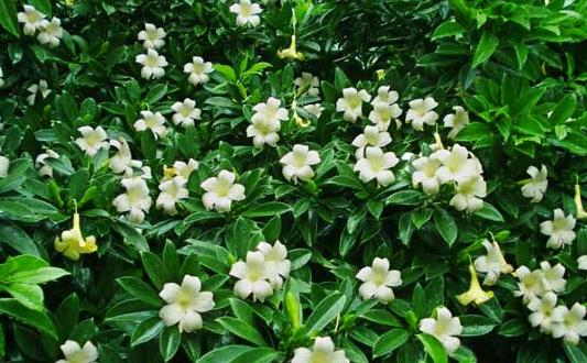 非洲茉莉的養(yǎng)護(hù)技巧-非洲茉莉是怎樣的？