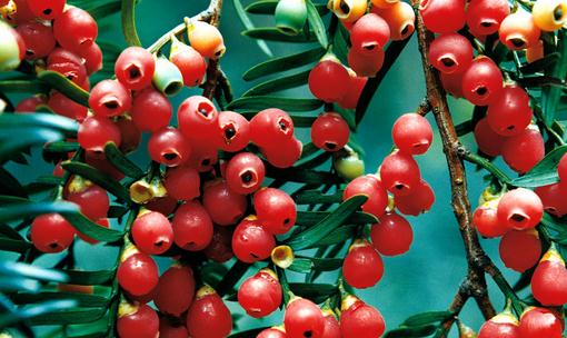 紅豆杉是什么？紅豆杉怎么養(yǎng)殖？