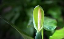 滴水觀音是什么？滴水觀音怎么養(yǎng)護(hù)？