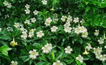 非洲茉莉的養(yǎng)護(hù)技巧-非洲茉莉是怎樣的？