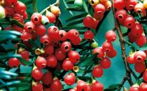 紅豆杉是什么？紅豆杉怎么養(yǎng)殖？