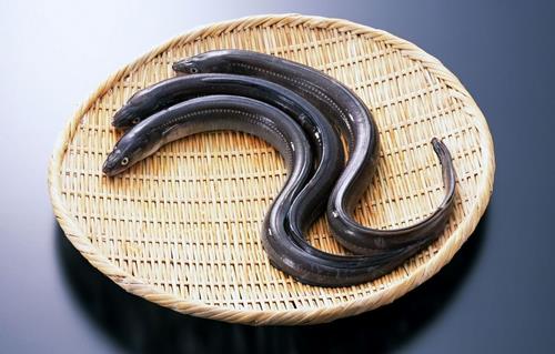 鰻魚的營養(yǎng)價(jià)值功效 如何健康食用鰻魚？