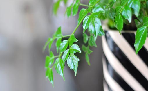 幸福樹是什么？幸福樹的作用及養(yǎng)護方法