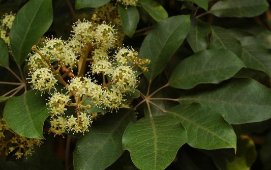 鴨腳木是怎樣的？鴨腳木的花語(yǔ)