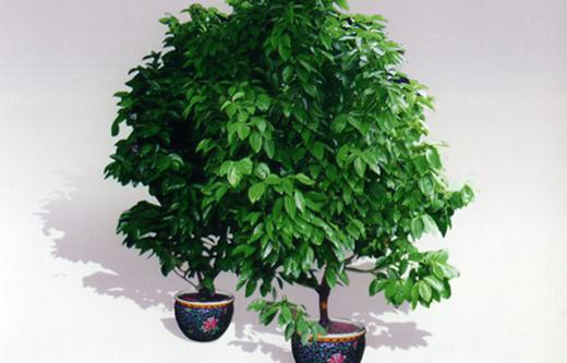 元寶樹的介紹-元寶樹的養(yǎng)護(hù)方法