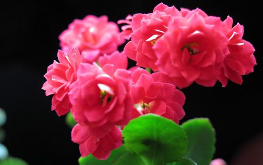 長壽花是什么？長壽花對家居環(huán)境的影響