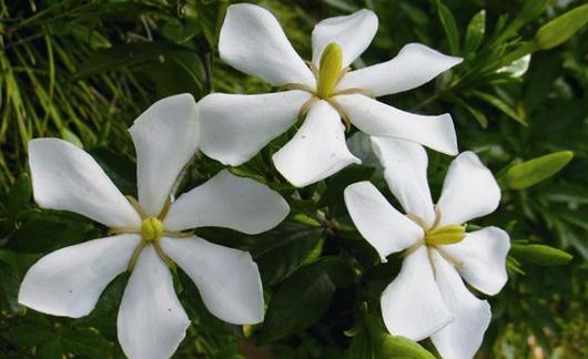 梔子花是什么？梔子花的養(yǎng)護(hù)方法
