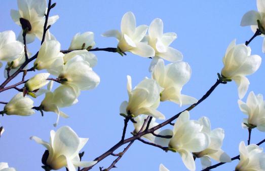 白玉蘭的養(yǎng)殖方法-白玉蘭是怎么樣的？