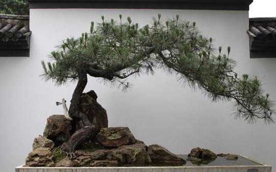 黑松的養(yǎng)殖方法-黑松是怎樣的？