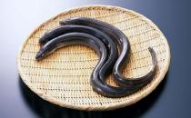 鰻魚的營養(yǎng)價(jià)值功效 如何健康食用鰻魚？