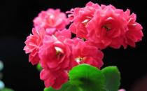 長(zhǎng)壽花是什么？長(zhǎng)壽花對(duì)家居環(huán)境的影響
