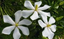 梔子花是什么？梔子花的養(yǎng)護(hù)方法
