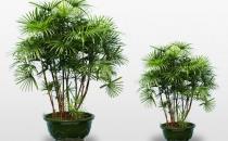 棕竹的養(yǎng)護技巧-棕竹的特征