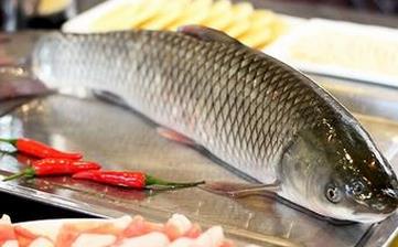 草魚_草魚的營養(yǎng)價值,功效與作用,草魚怎么做好吃,草魚的做法大全