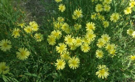 室內(nèi)養(yǎng)花的學(xué)問：植物清新你的家