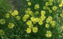 ?室內(nèi)養(yǎng)花的學(xué)問(wèn)：植物清新你的家