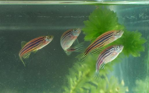 斑馬魚的品種介紹-斑馬魚怎么樣？
