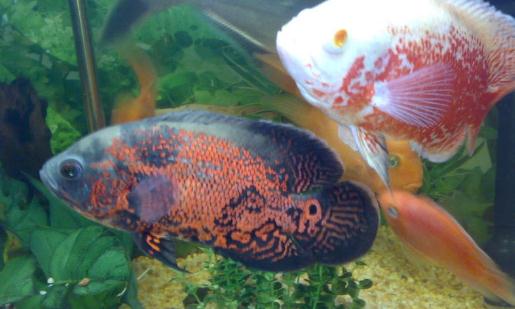 地圖魚有哪些品種？地圖魚怎么樣？