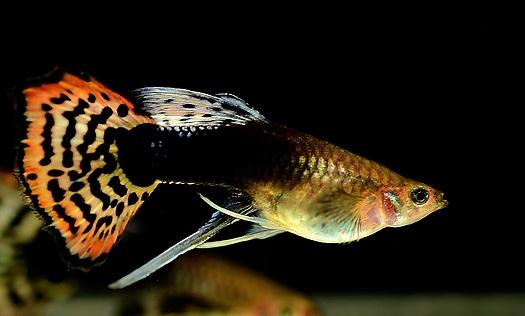鳳尾魚有哪些風(fēng)水學(xué)應(yīng)用？鳳尾魚的魚缸如何擺放？