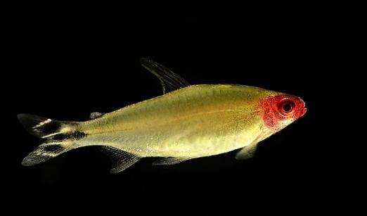 紅鼻剪刀怎么樣？紅鼻剪刀是什么魚？