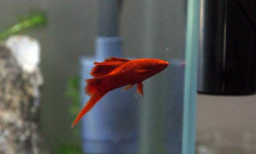 紅箭魚的品種介紹-紅箭魚怎么樣？