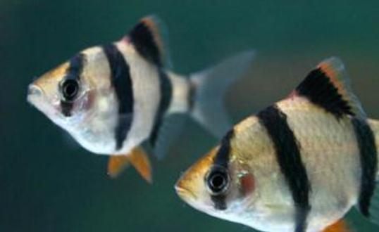 虎皮魚的魚缸怎么擺放？虎皮魚的風水學應(yīng)用