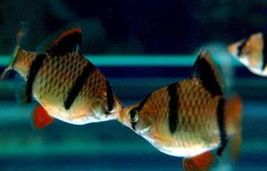 虎皮魚的品種介紹-養(yǎng)虎皮魚好嗎？
