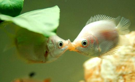 接吻魚怎么樣？接吻魚是什么？