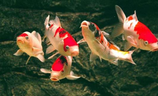 錦鯉魚的風(fēng)水學(xué)應(yīng)用有哪些？