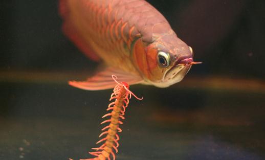 龍魚如何養(yǎng)護？龍魚是什么？