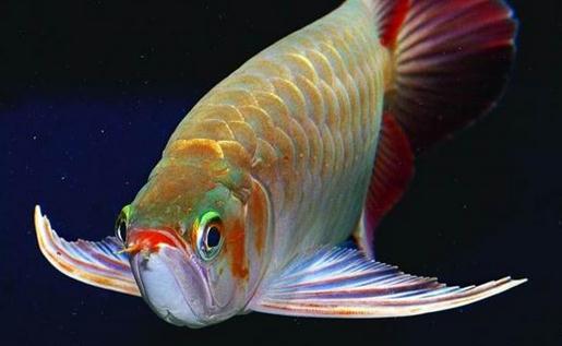 龍魚的風(fēng)水學(xué)應(yīng)用有哪些？