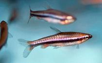 鉛筆魚的品種介紹-鉛筆魚是怎樣的？