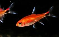 燈魚(yú)的品種介紹-燈魚(yú)怎么樣？